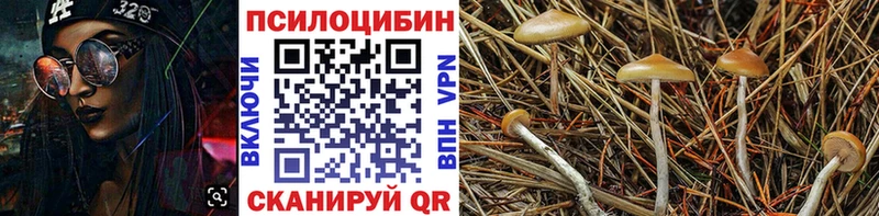 kraken ССЫЛКА Брянск Галлюциногенные грибы Magic Shrooms